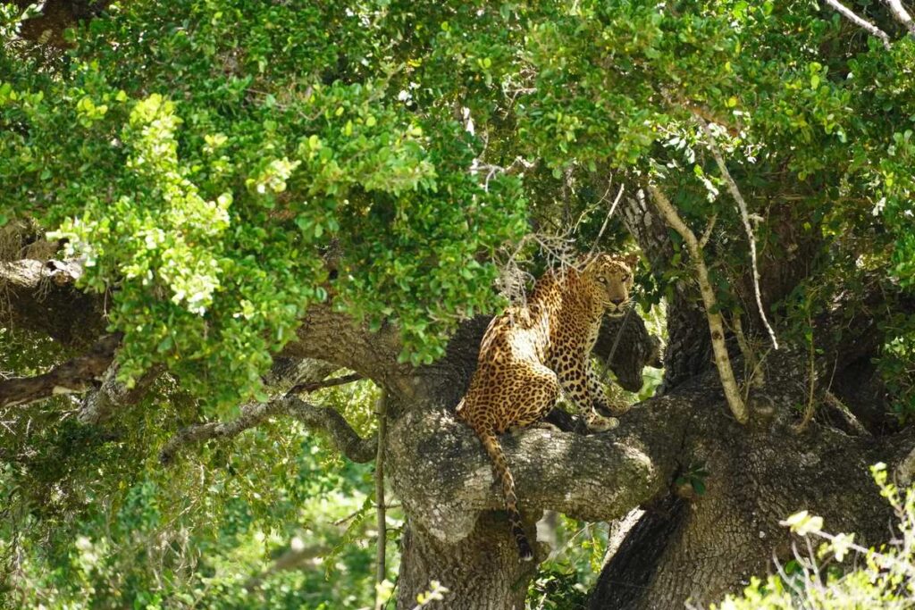 Sri Lankan leopard Yala National Park safari