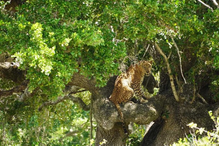 Sri Lanka Safari: The Best Guide to Yala National Park (Lodge, Cost, & Gear)