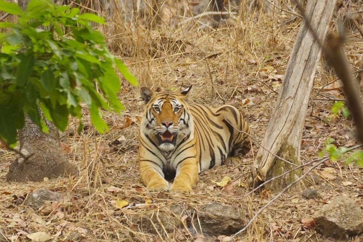 Photo of bengal tiger on india safari in Pench Tiger Reserve
