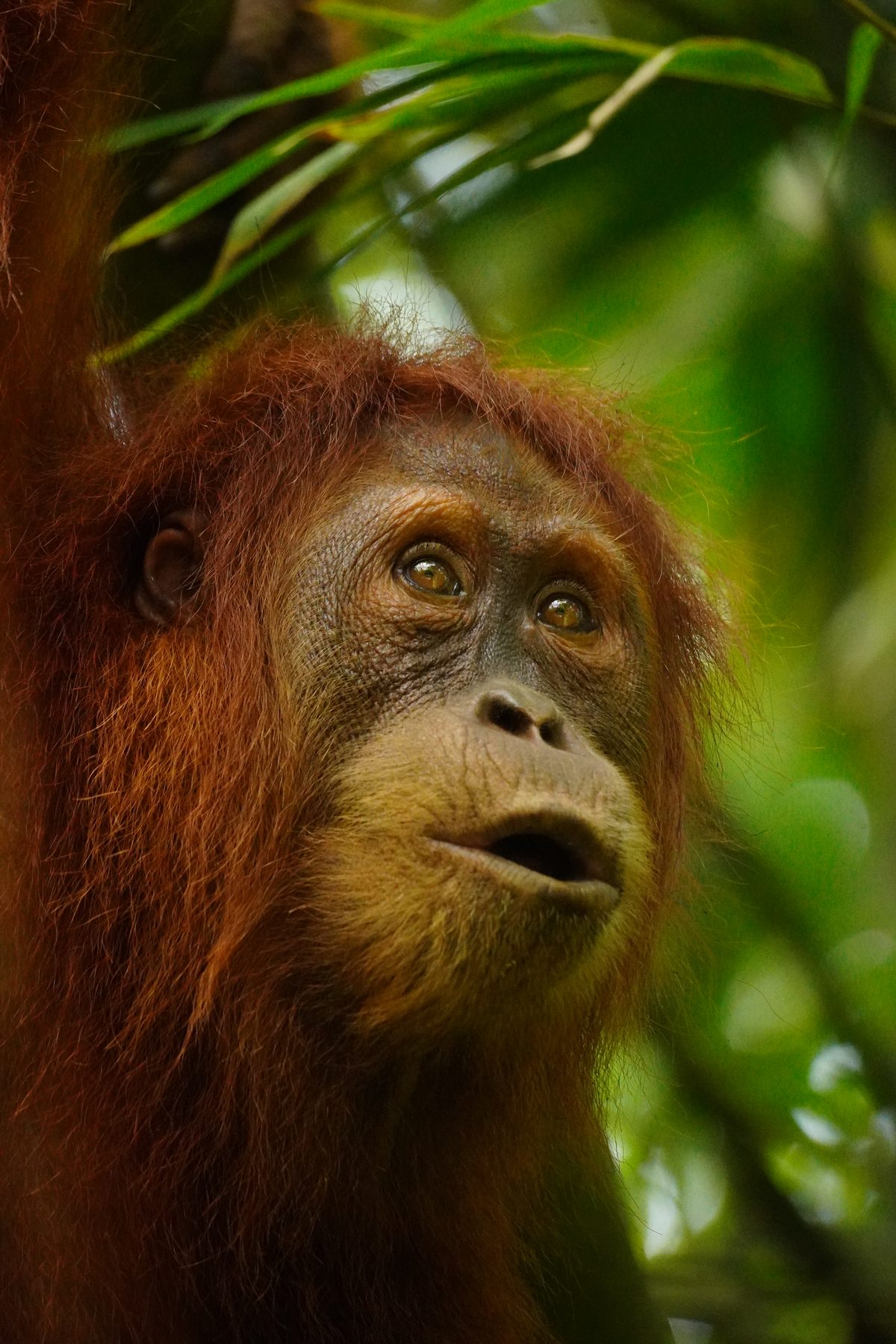 sumatra orangutan trek sighting