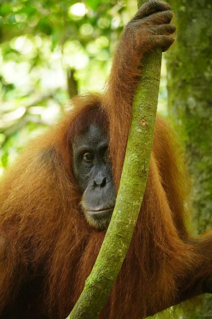 Orangutan clinging to a tree on sumatra orangutan trek in Gunung Leuser National Park