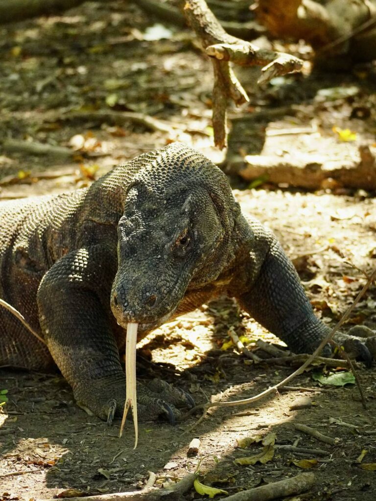 Close-up of a wild Komodo dragon on a trekking trail in Komodo National Park