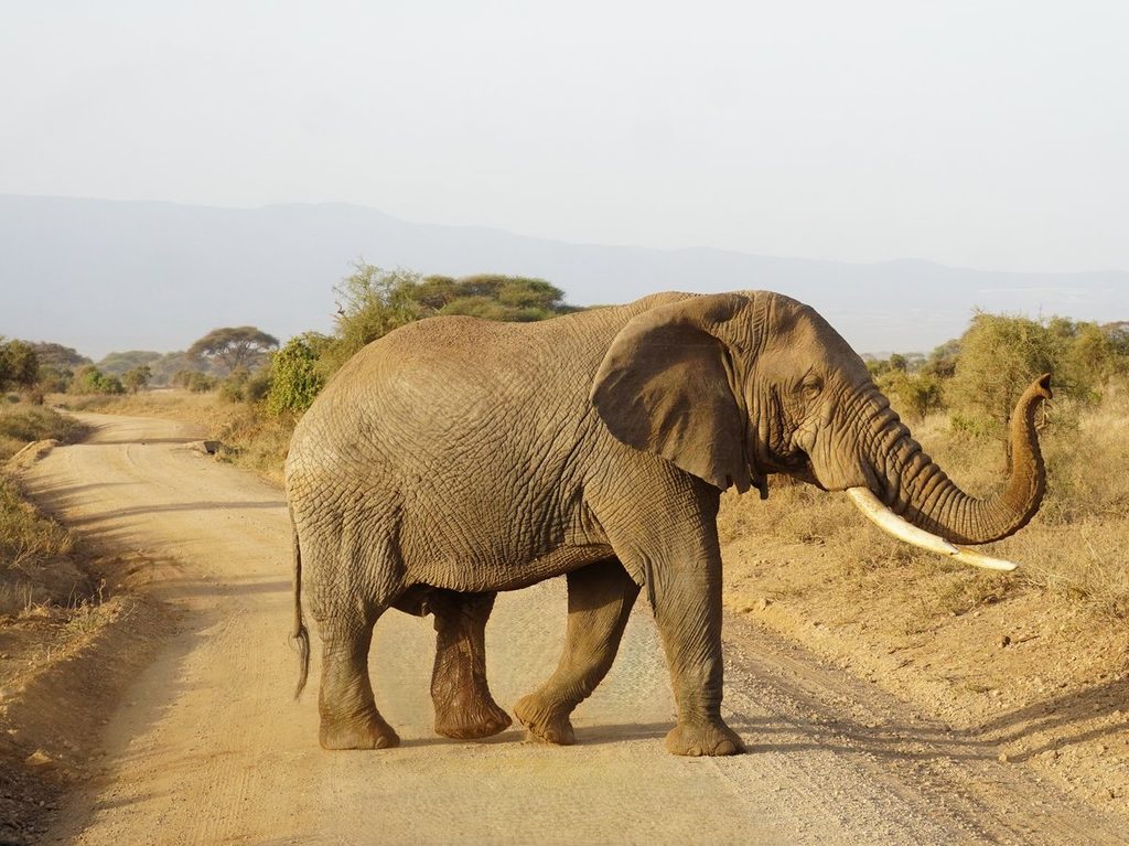 Large tusker elephant crossing a dirt road in Amboseli National Park, Kenya, with Mount Kilimanjaro in the hazy background