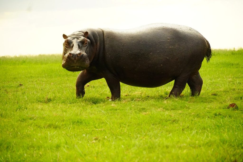 Hippo grazing on grassland near the Chobe River, Botswana