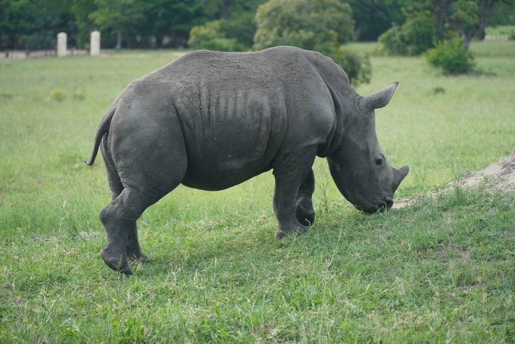 rhino in sabi sands game reserve near sabi sands lodges