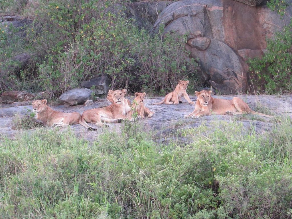 Lion pride resting on a granite kopje in the Serengeti, Tanzania